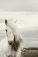 /album/galerie-photos/poney-blanc-jpg/
